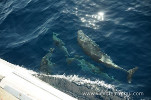 Delfines en la Ophiusa